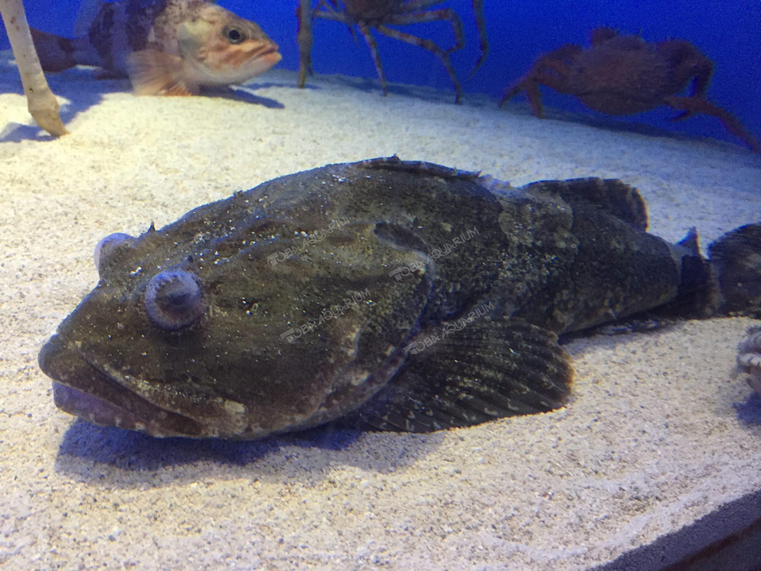 ヤギシリカジカ - 生きもの図鑑 鳥羽水族館
